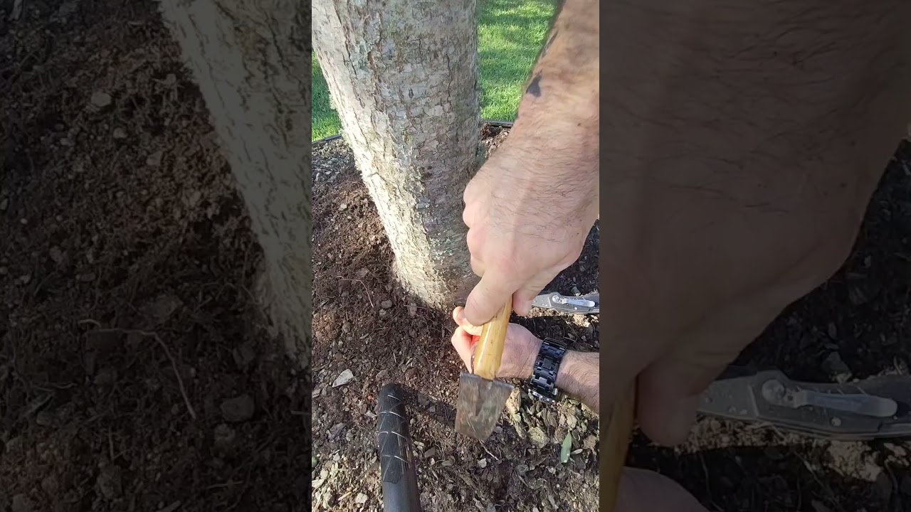 😷🏥 How to Remove Girdling Roots from a Tree 🌳 #Master #Arborist #gardening