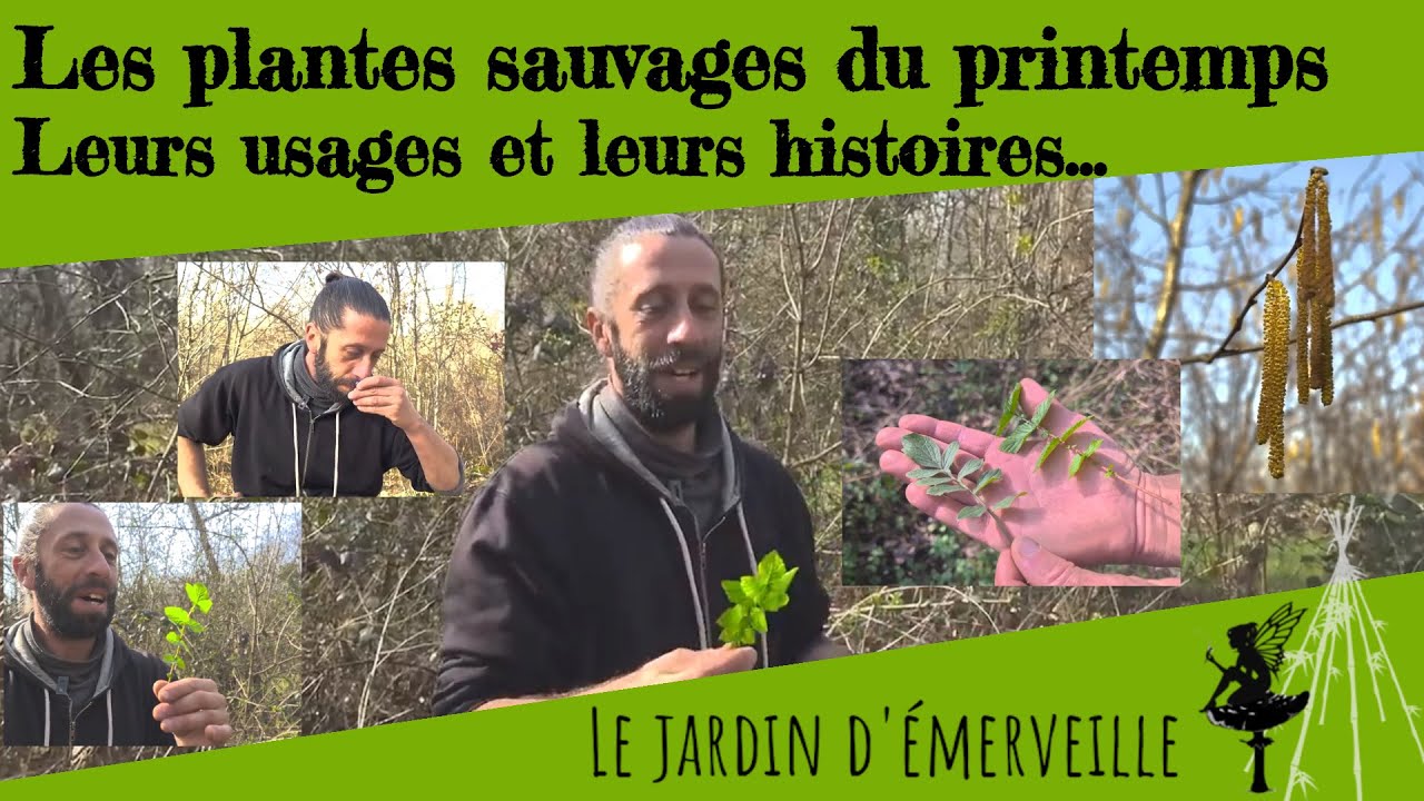 Une ballade à la rencontre des plantes du printemps, de leurs histoires et de leurs usages.