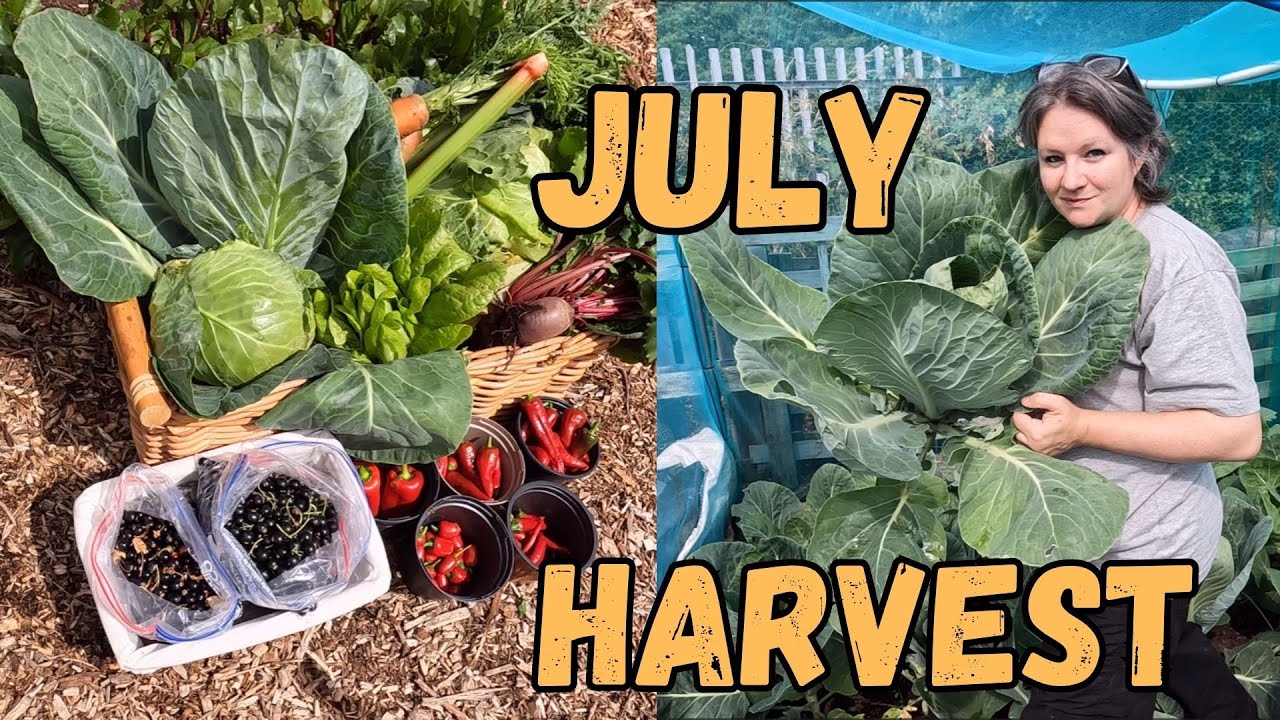July Harvest On Our Allotment Plot