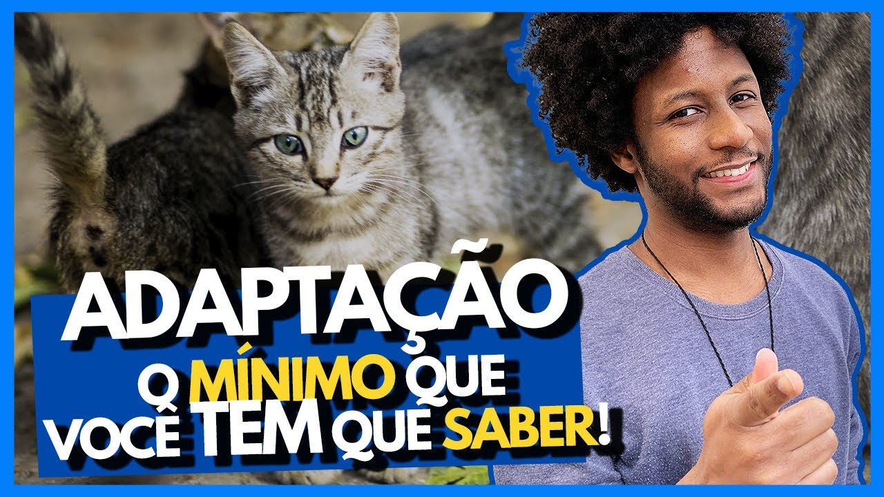 ADAPTAÇÃO DE GATOS  - POR QUE SE PREPARAR PARA INTRODUZIR UM NOVO GATO?
