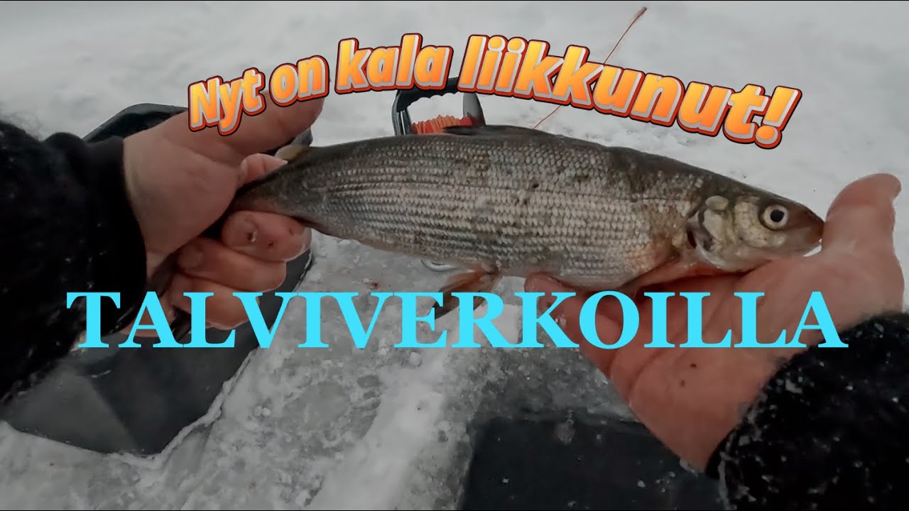 Talviverkoilla 10.12.2025 | Inari | Ivalo