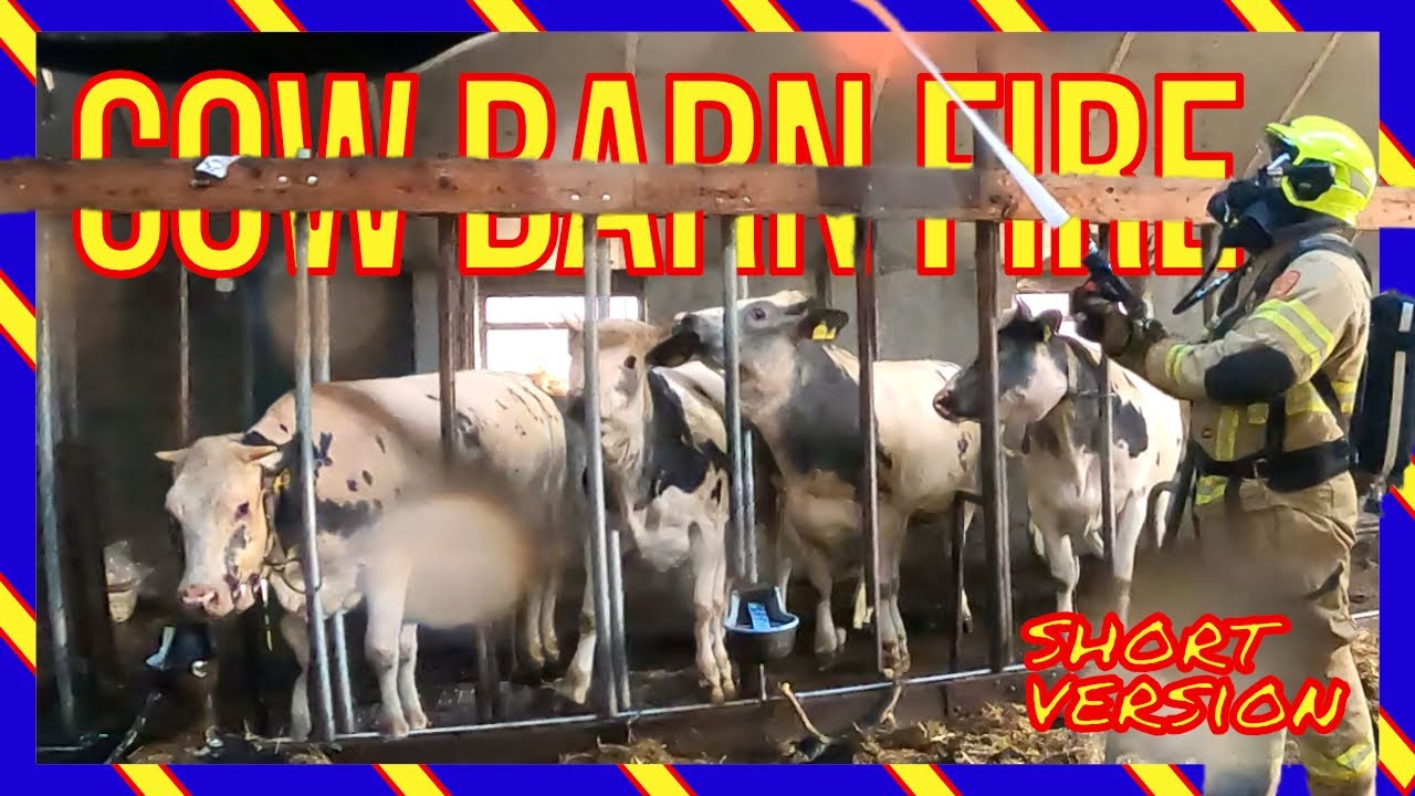 🔥Спасение коров при пожаре в сарае | Пожарные спасают коров