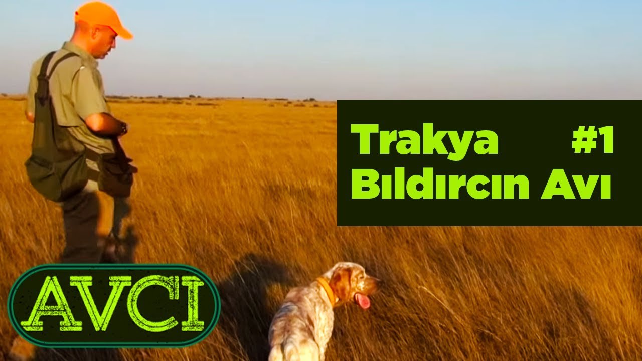 Trakya Bıldırcın Avı 1 Avcı - Yaban Tv