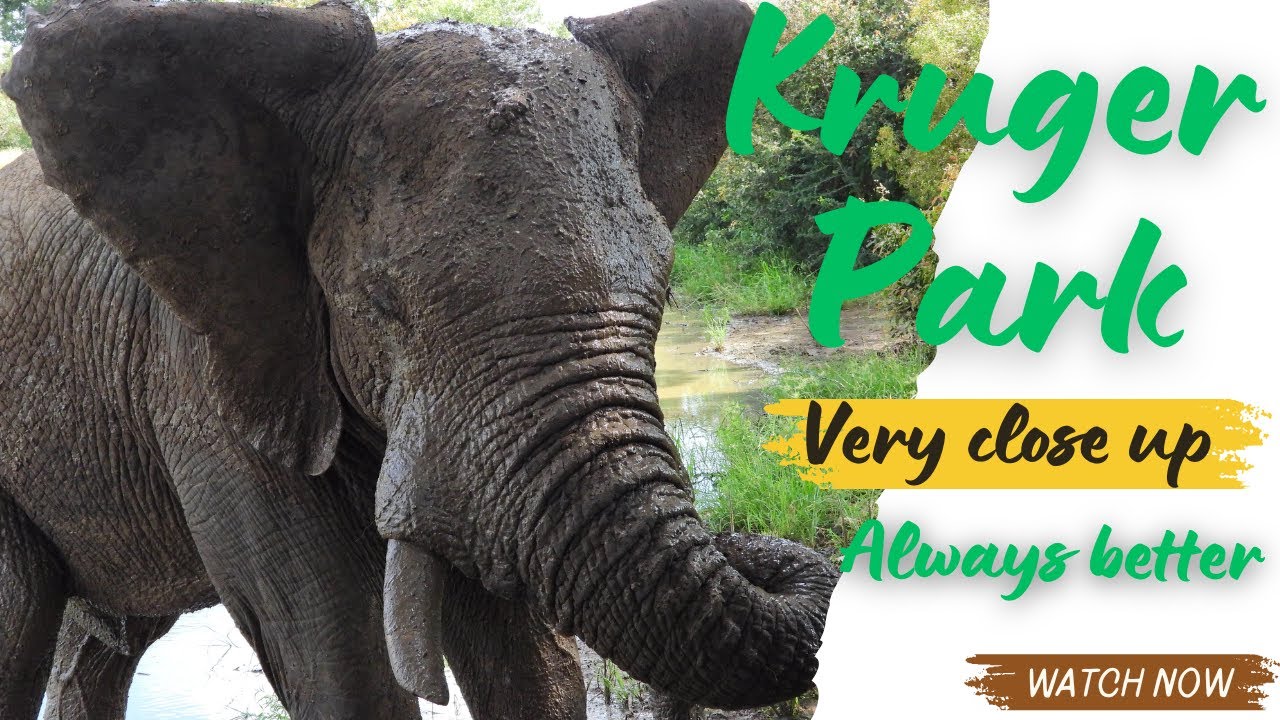 Kruger Park. Lower Sabie and surrounds. Part 3 of 4 - Enjoy close encounters