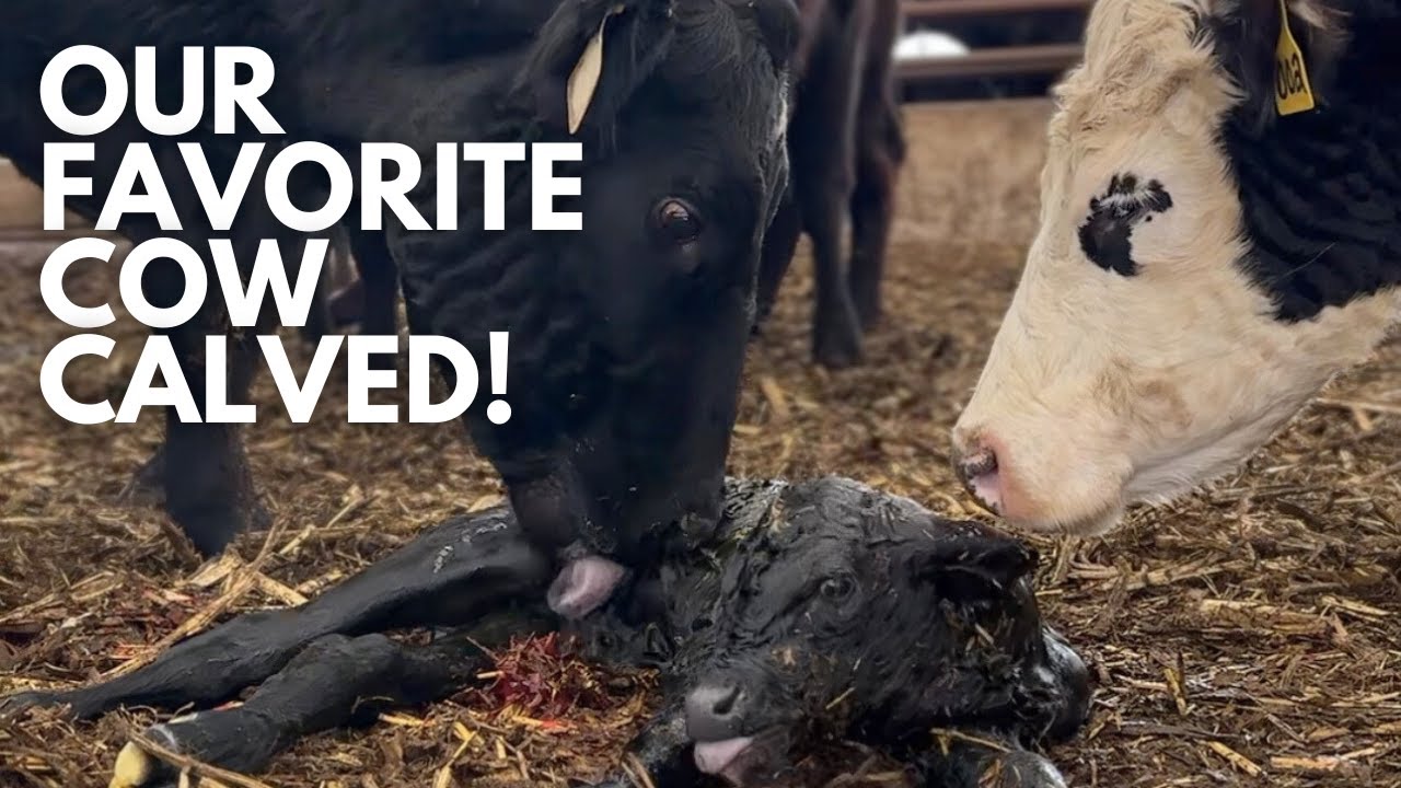 The favorite cow is calving! | Day in the life of a 27 year old farmer