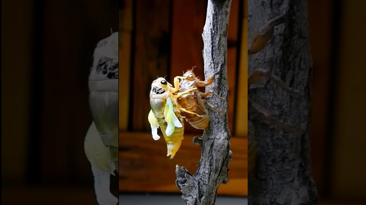 Cigarra se Libertando de sua Casca