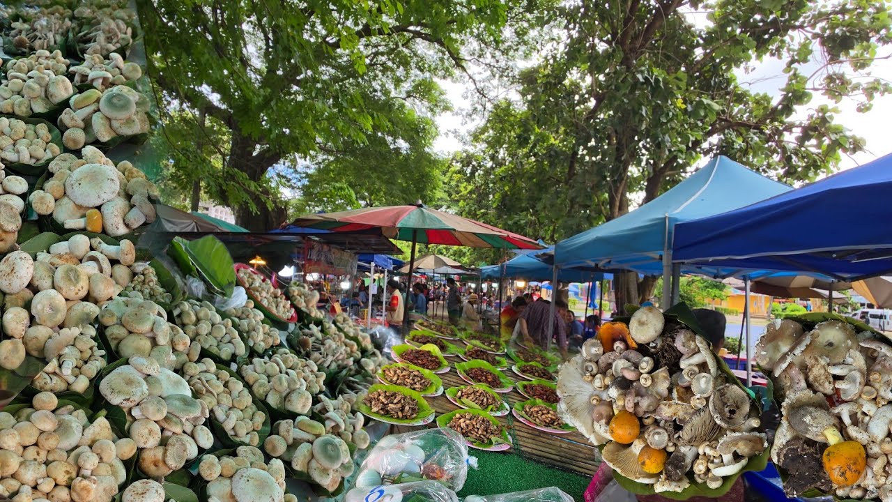 #ชนบทอีสาน อาหารป่าช่วงนี้ | ตลาดอาหารป่า อำเภอเขมราฐ อุบลราชธานี #ลานดอกจาน