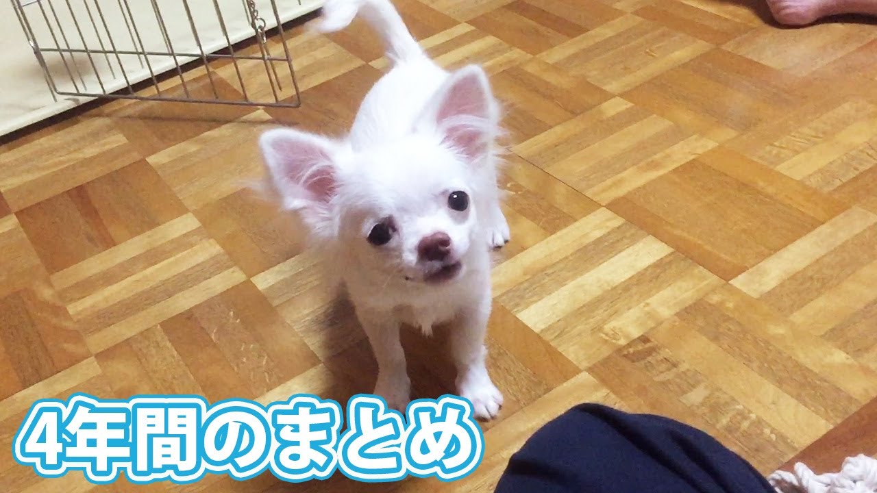 愛犬が来てからの4年間のまとめ動画！チワワのコハク