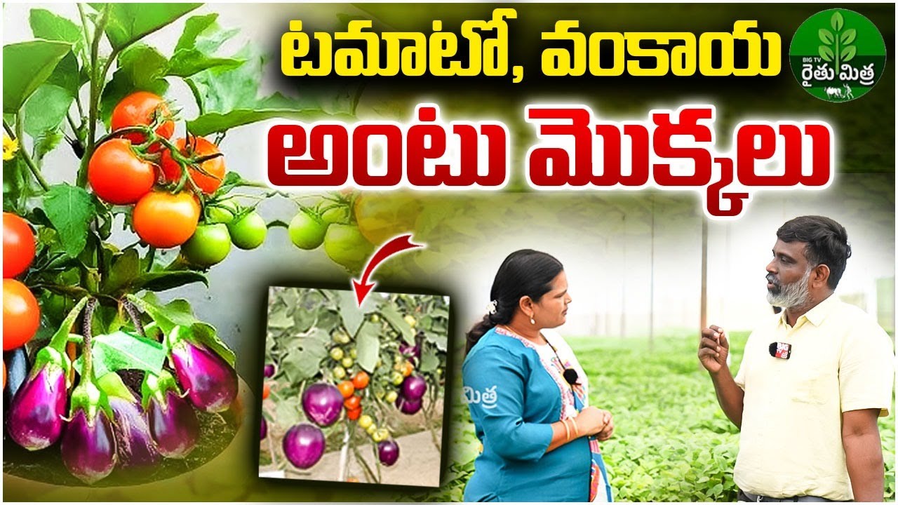 Tomato Grafting on Brinjal Plant | Brinjal&Tomato Grafting | Kanha Shanti Vanam |BIG TV Rythu Mithra