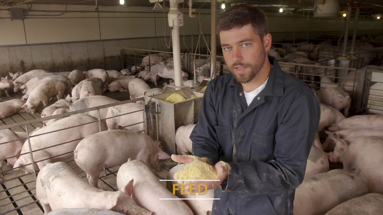Finisher Pig Care