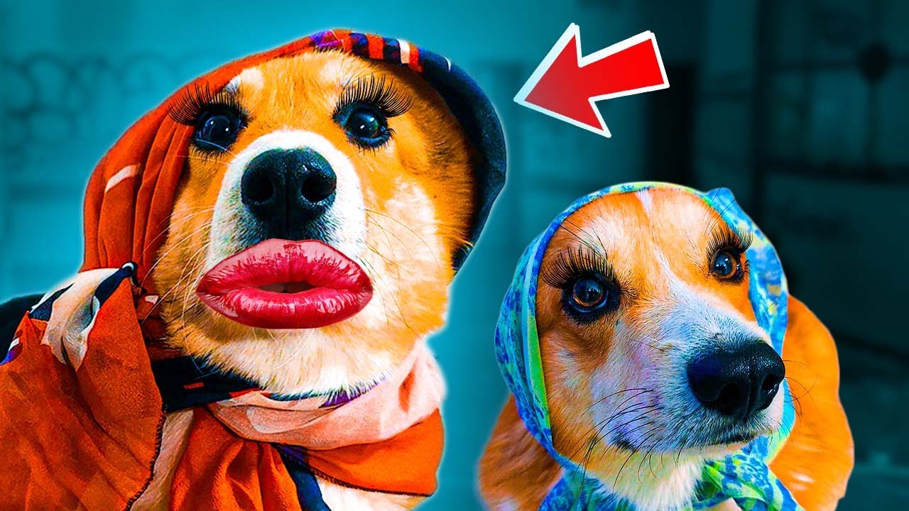 ЕСЛИ БЫ ПСЫ БЫЛИ ДЕВОЧКАМИ !! (Корги Кекс) Говорящая собака