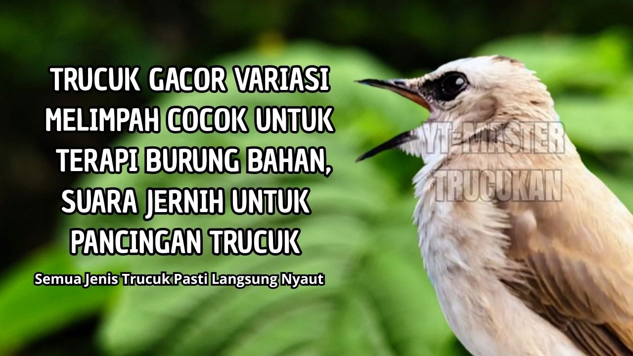 Trucukan GACOR ngalas ROPEL PANJANG suara alam AMPUH buat pancingan jadikan trucuk Gacor GARUDA