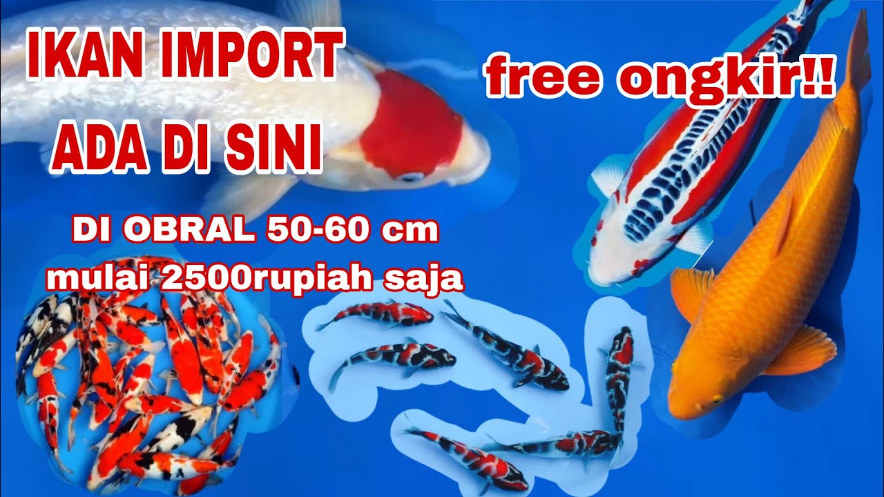 OBRAL IKAN KOI IMPORT‼️ hanya mulai Rp2500 ada free ongkir‼️