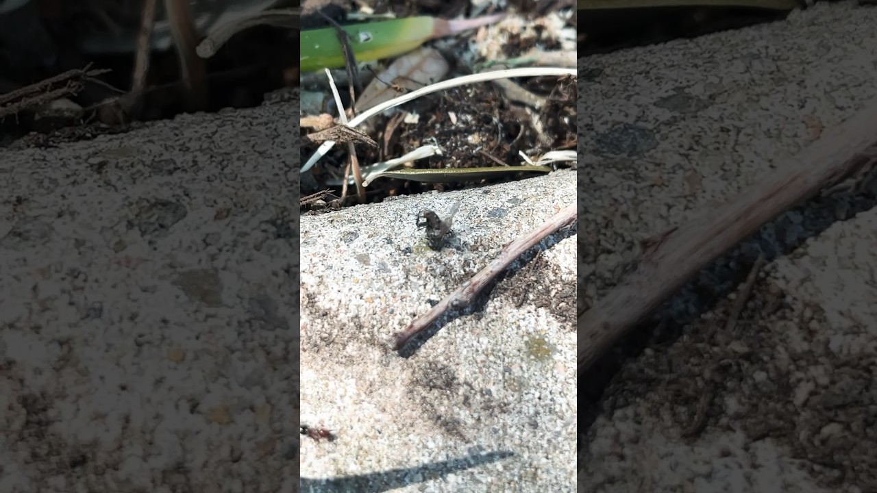 The ant is a acrobat ant 