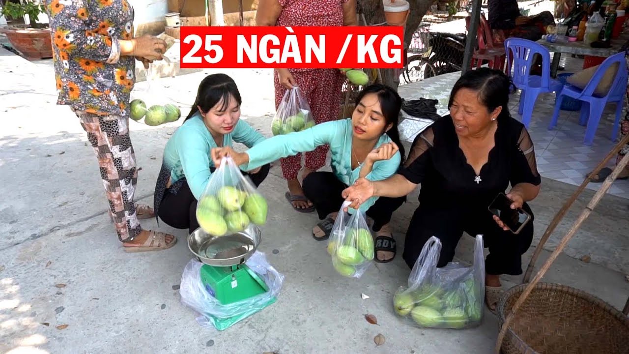 Thu Hoạch XOÀI CÁT HÒA LỘC Vườn Nhà Trồng đem ra Đường Quê Bán Dạo Bà Con Mua Hết Quá Nhanh #102