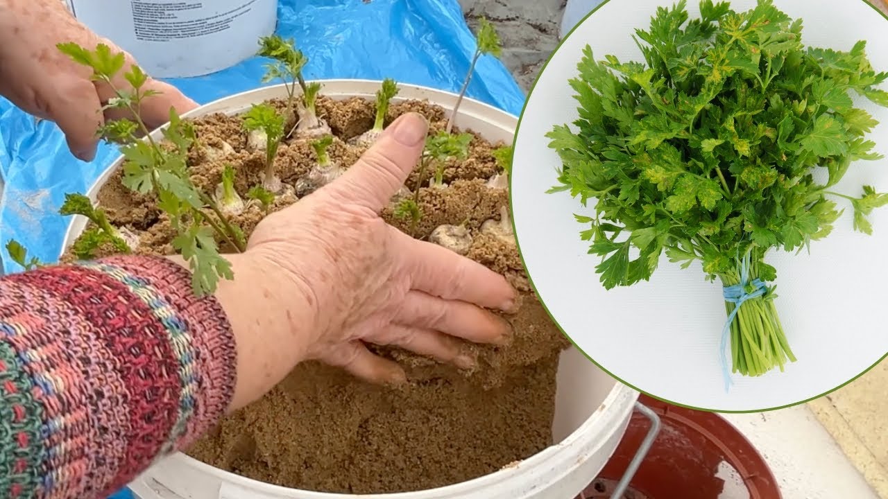 Zimą zawsze mam świeżą zieloną pietruszkę!