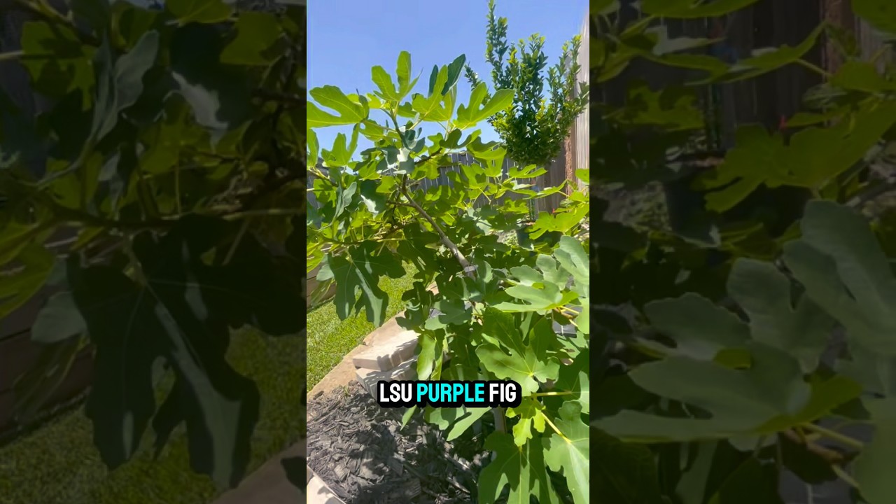 Rare LSU Purple Fig‼️Harvesting Tips‼️#fyp #gold #LSU #purple #fig #tree #grow #garden #harvest #fy
