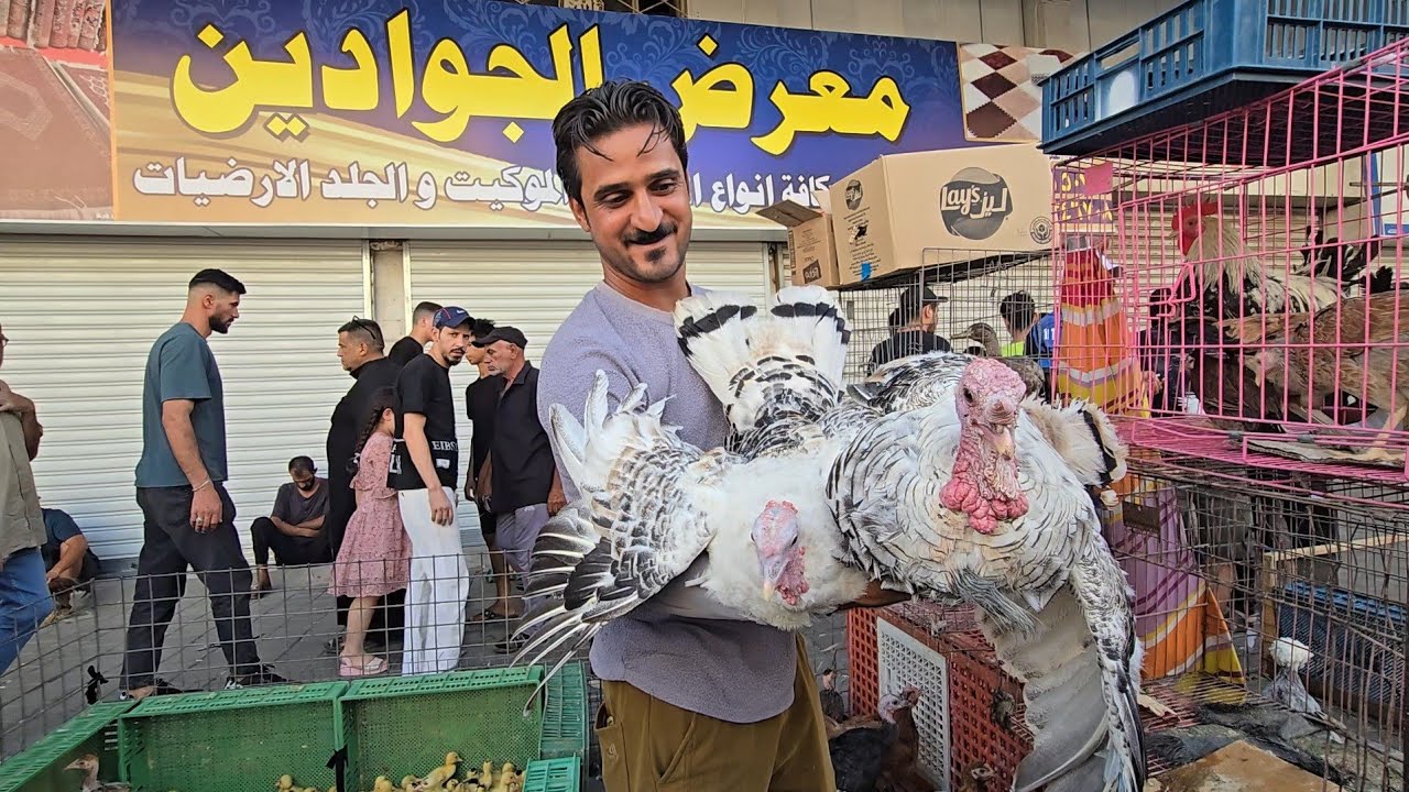 سوق الغزل يوم الجمعة انواع الدجاج العربي وحمام الزينة والمطيار 2025/8/15