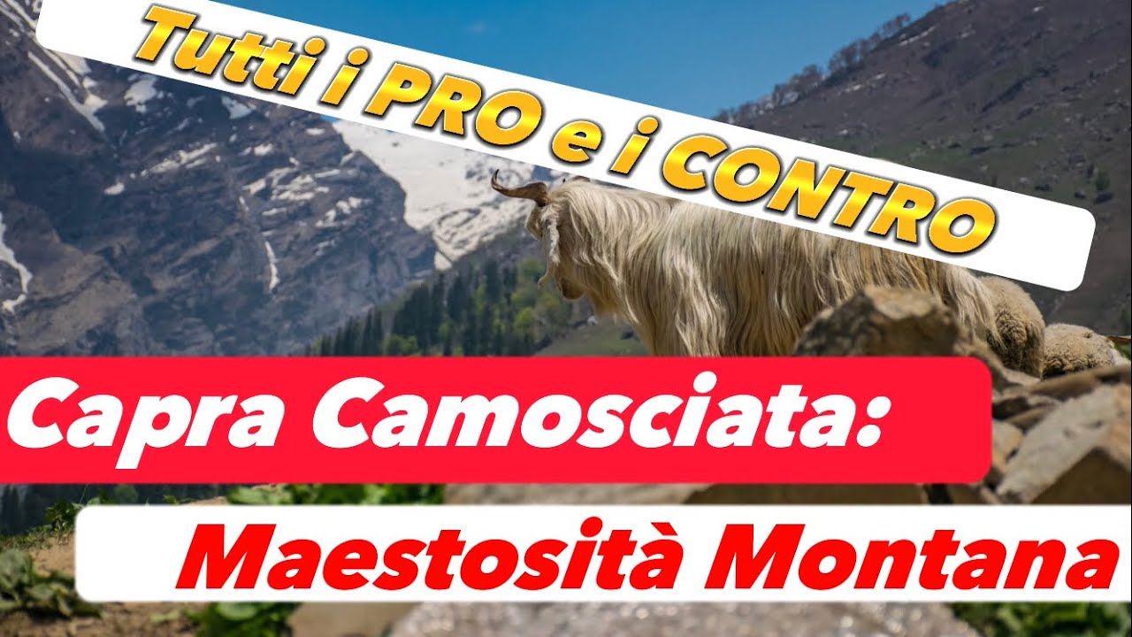 La CAMOSCIATA delle ALPI: scopriamola assieme