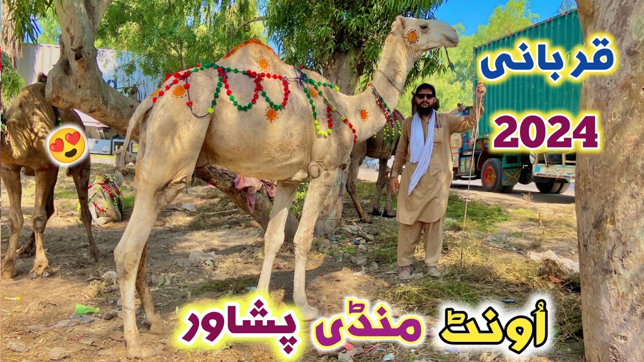 Camel Mandi Peshawar Today Updates 12/6/2024 | Eid Ul Azha Qurbani 2024 | Izhar Ali Shah Vlogs
