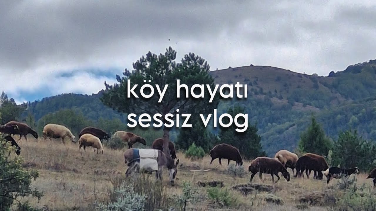 Köy hayatı-Kelkit/Aşağıözlüce (kısa videolar)