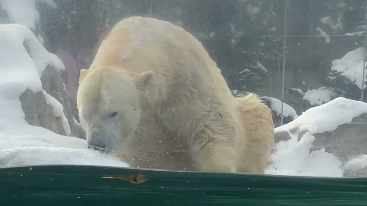 八木山動物公園  ホッキョクグマ   カイ   ポーラ