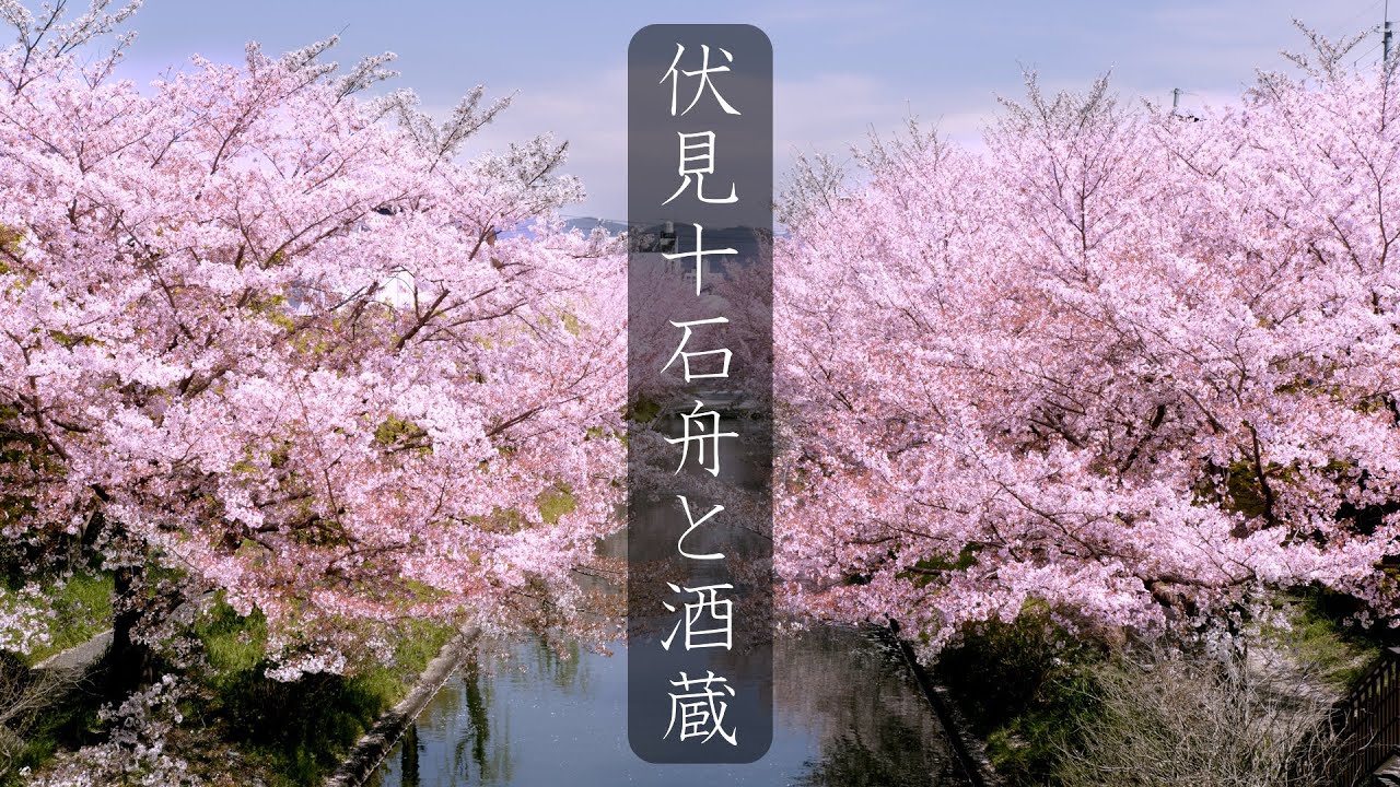 【京都 桜の名所】伏見十石舟と酒蔵散策 : Cherry Blossoms by The Hori River and Sake Brewery（Kyoto, Japan）
