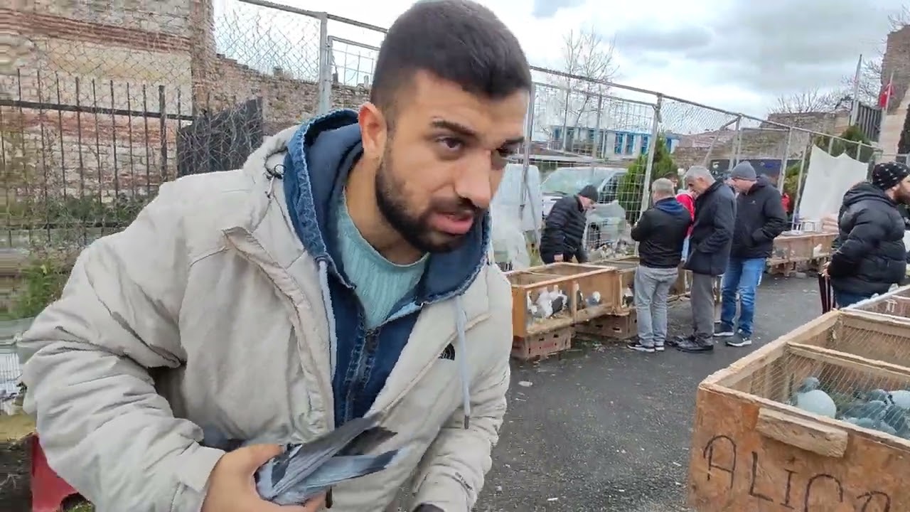 Edirnekapı kuş güvercin pazarının EN PAHALI GÜVERCİNLERI çok kaliteli gösterişli Güvercin cinsleri🕊️