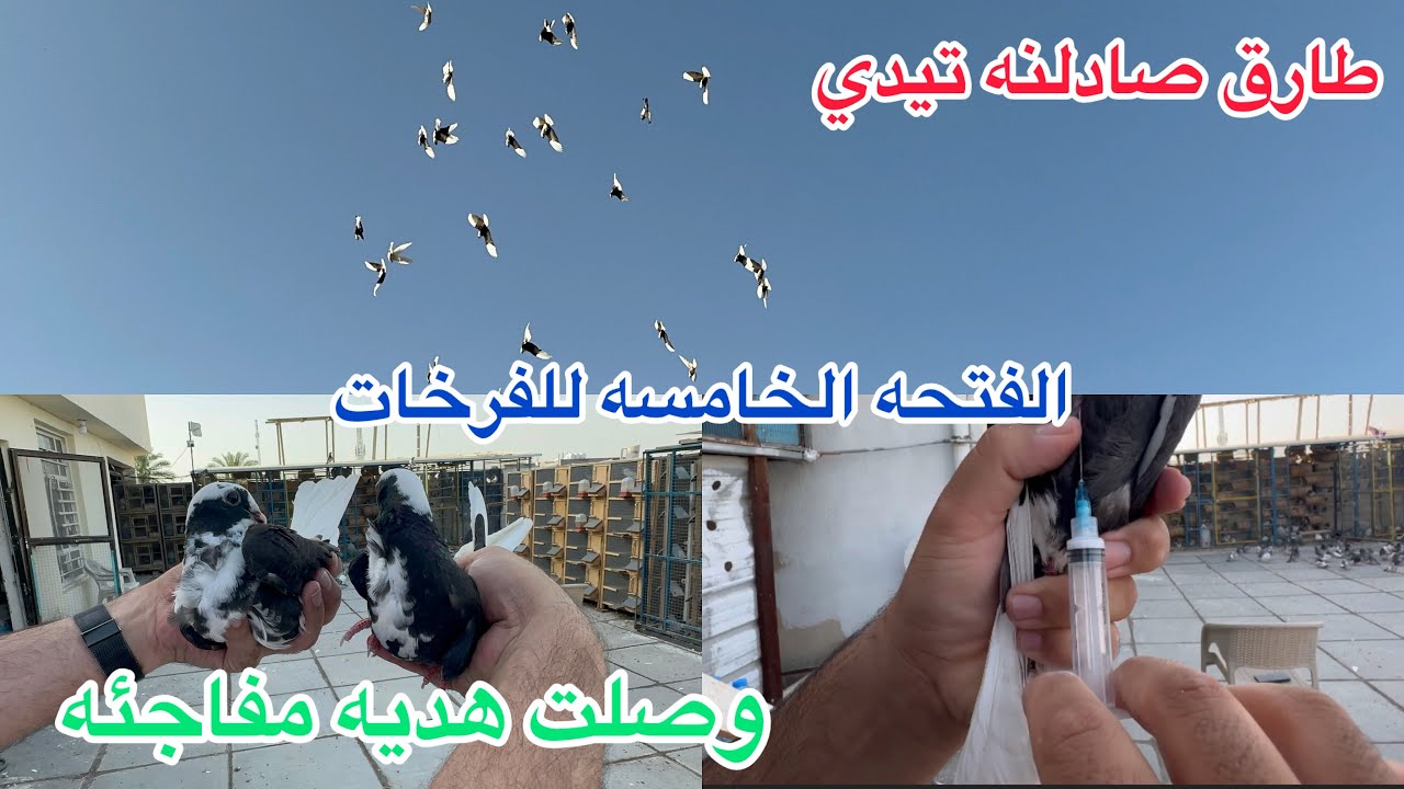 وصلن النياشين🥸لقاح😍الفتحه الخامسه للفرخات😂😂