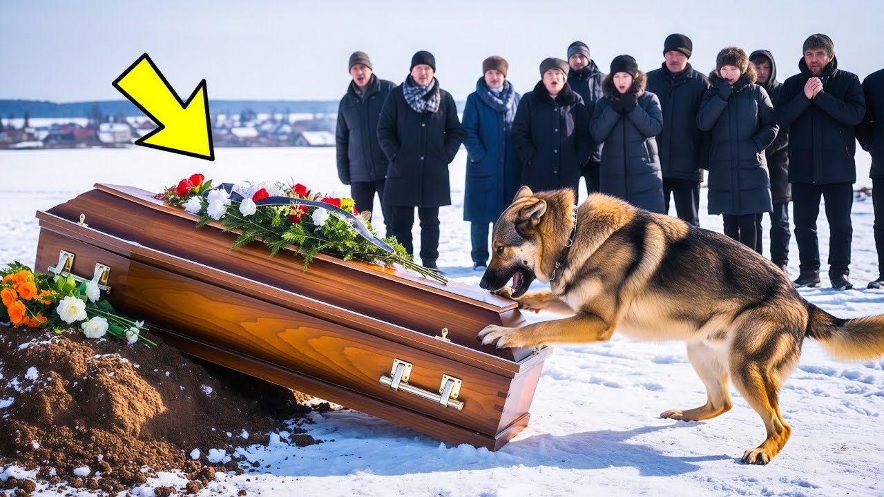 Они открыли гроб из-за лая собаки — то, что было внутри, ШОКИРОВАЛО ВСЕХ!