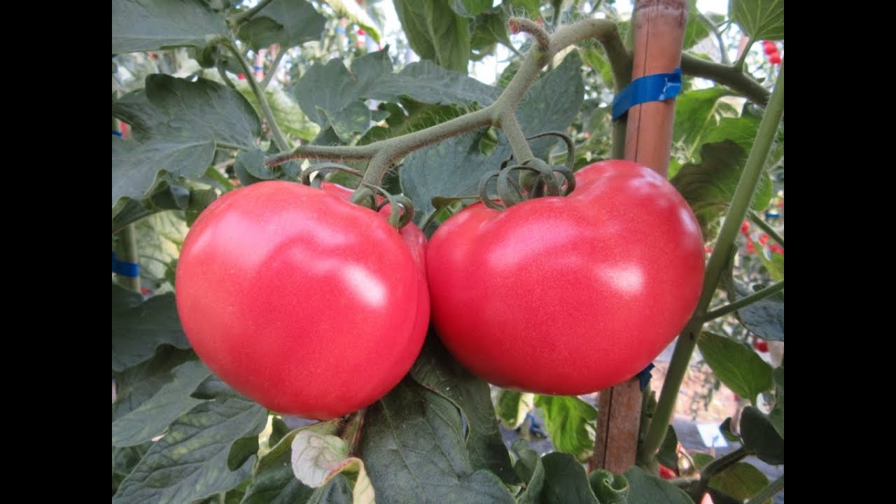 Paradajz u plasteniku - dounski izvor prihoda