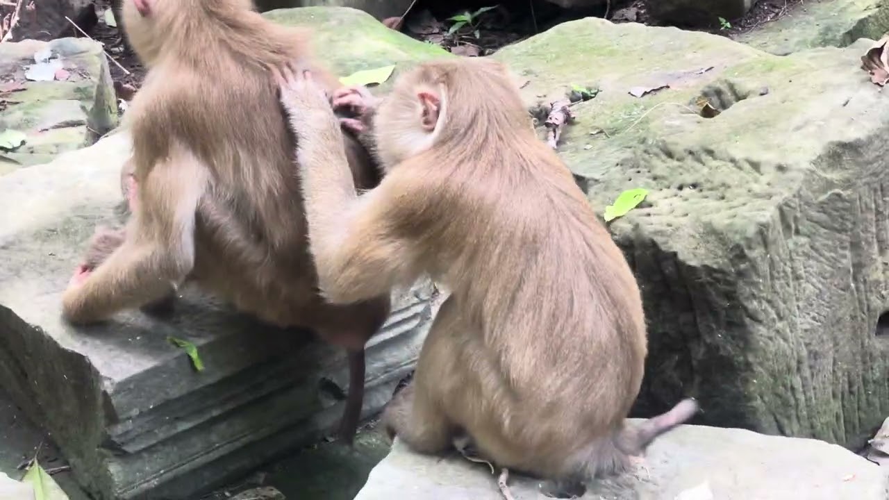 Monkey natural