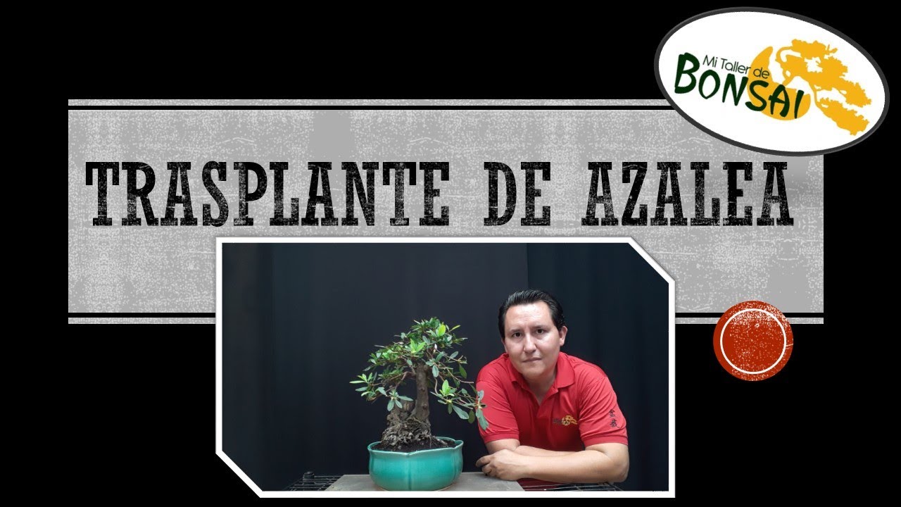 Trasplante de azalea