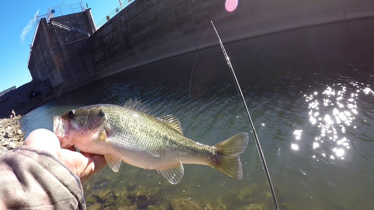 Bass Fishing At The Guntersville Dam