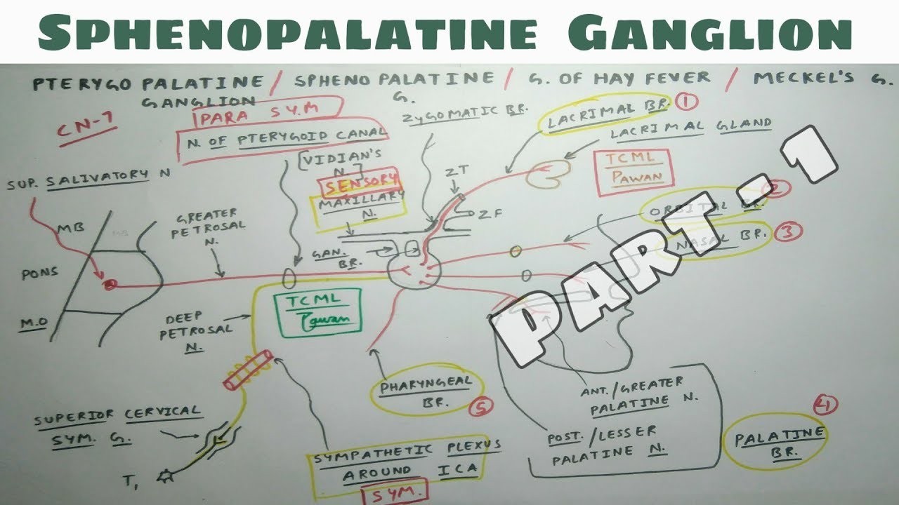 Sphenopalatine or Pterygopalatine Ganglion - 1 | NeuroAnatomy | Only One Chart | TCML