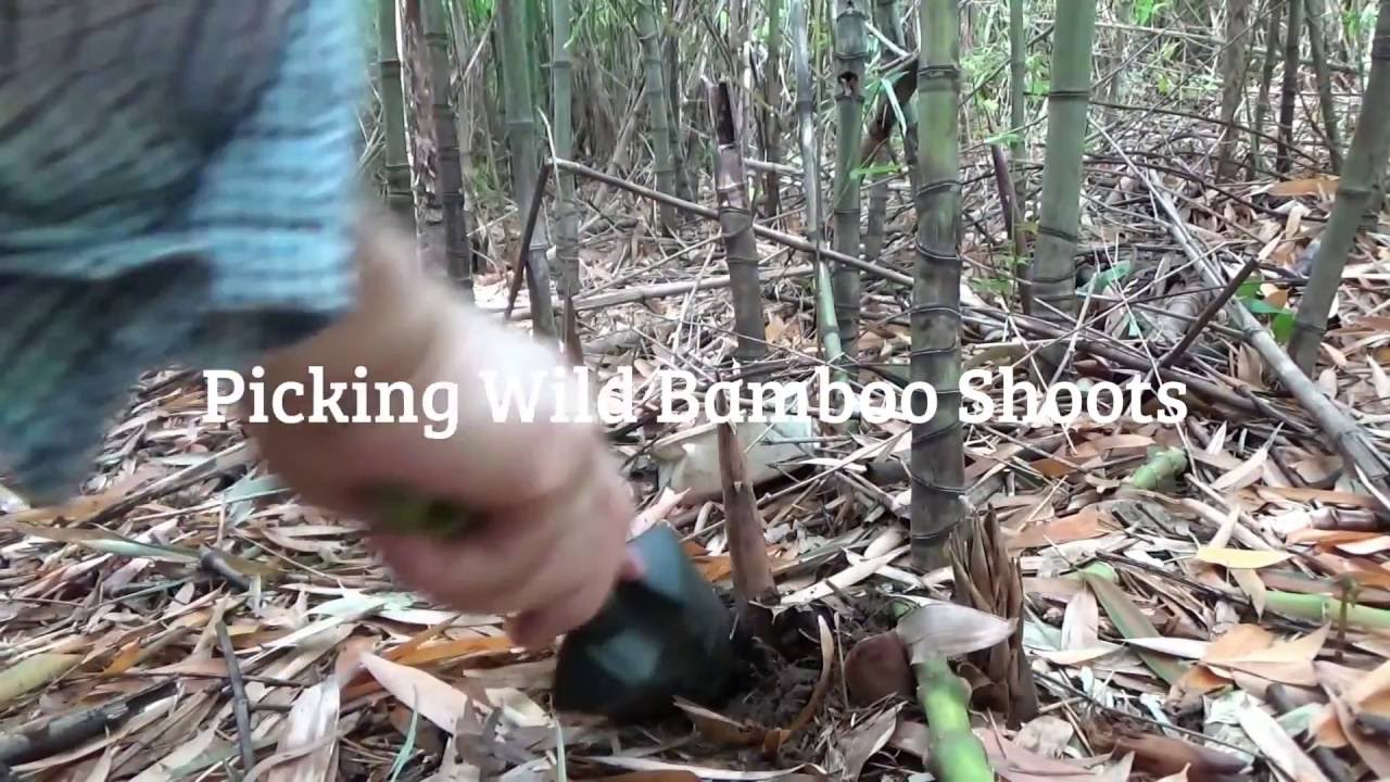 Edible Wild Bamboo たけのこ Grass Shoots and Cooking tips: Foraging Japan