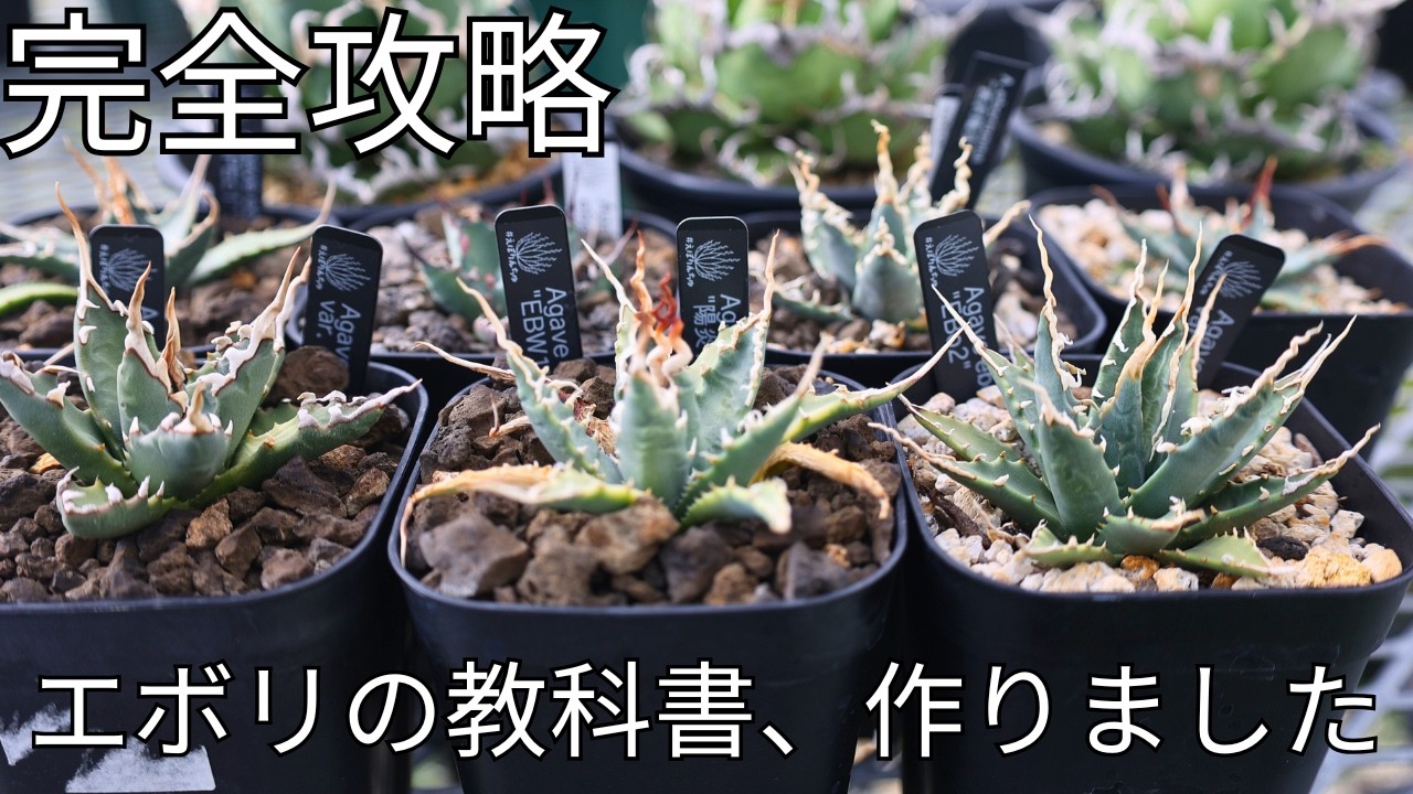 エボリスピナ管理の全知識を詰め込みました【2026年育成マニュアル】|アガベ育て方