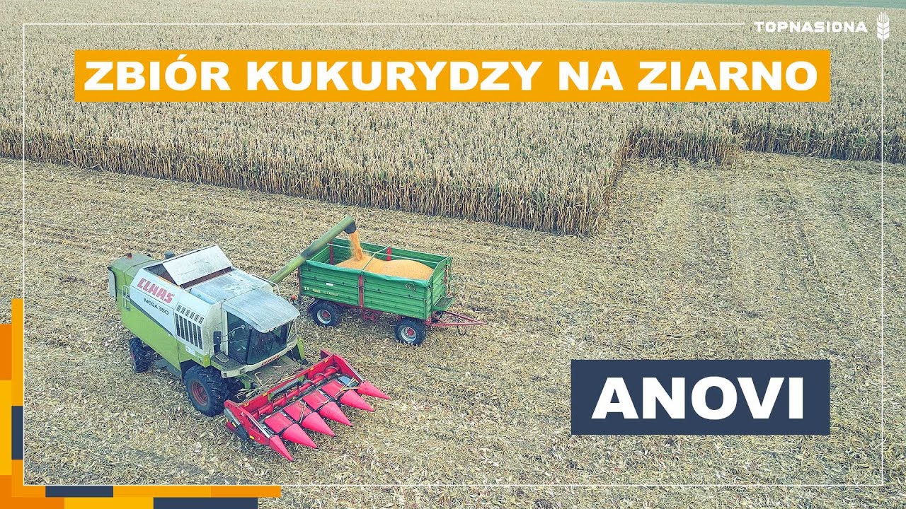 🌽 Zbiór kukurydzy na ziarno | ANOVI | Mazowsze | Top Nasiona