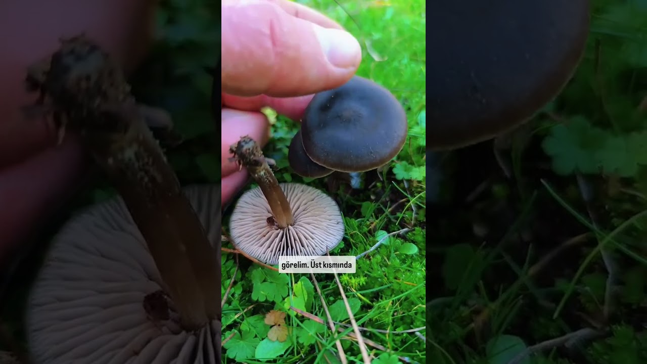 Entoloma sericeum Entolomataceae familyasına ait zehirli bir mantardır  t&uuml;ketilmez  #mushroom #fungi