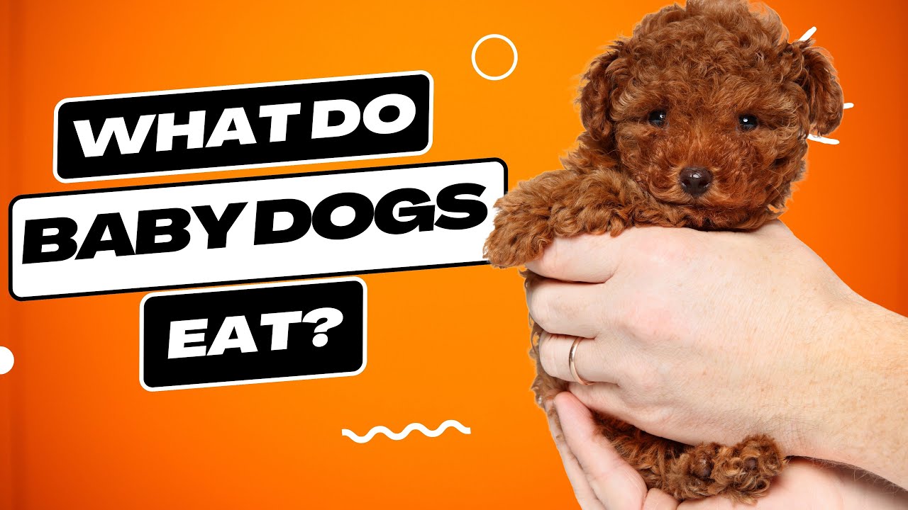What Do Baby Dogs Eat? Expert Guide to Puppy Nutrition!