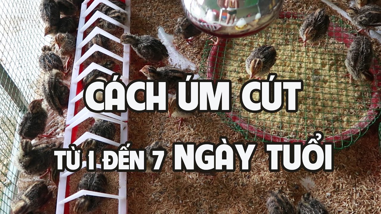 KỸ THUẬT NUÔI CÚT tập 2: CÁCH ÚM CÚT CON từ 1 đến 7 ngày tuổi khỏe mạnh và dụng cụ cần thiết nhất.