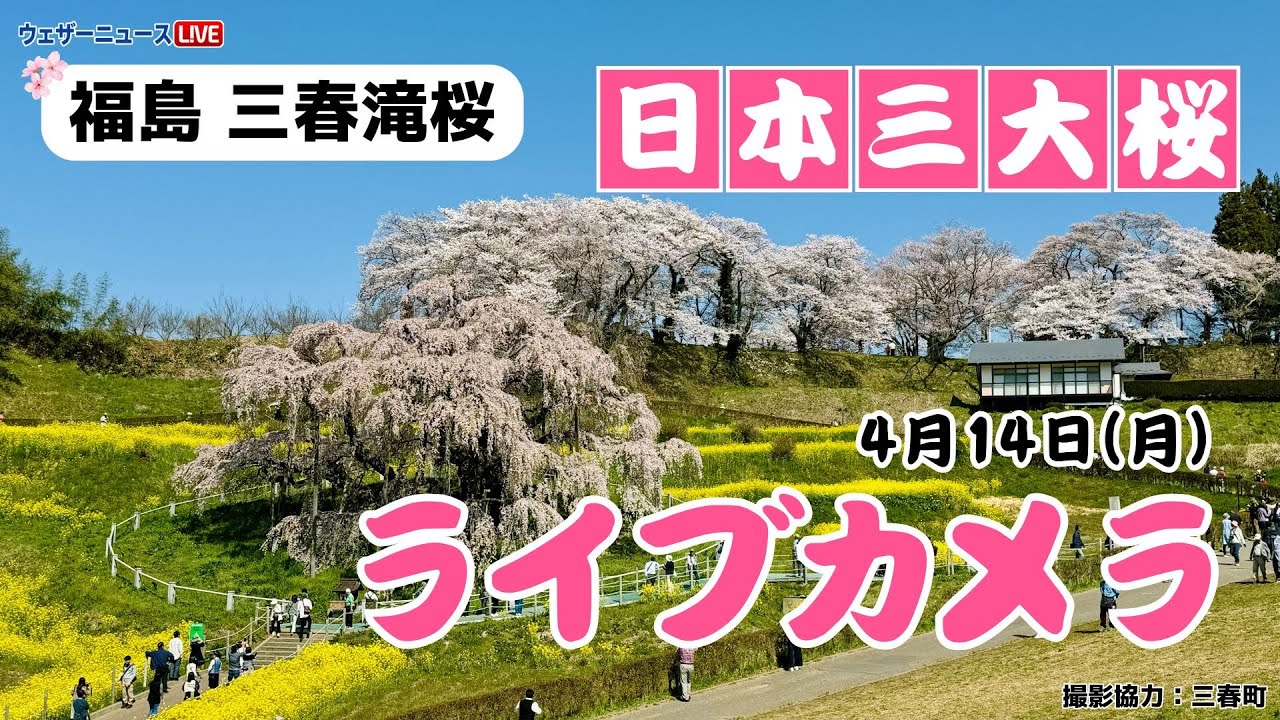 🌸桜ライブカメラ🌸福島県三春滝桜／2025年4月14日(月) #天然記念物 #日本三大桜
