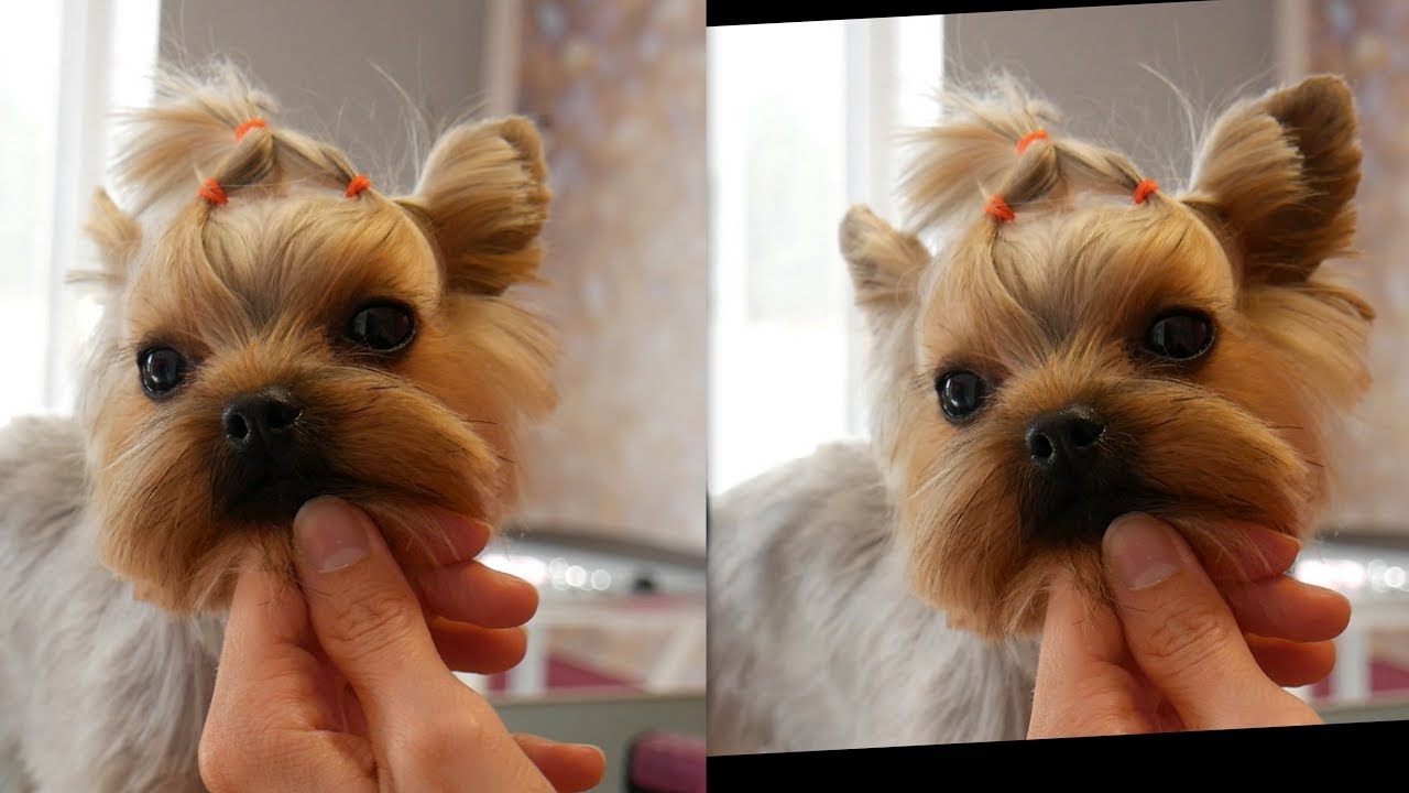 PetGroooming - Yorkie Full Groom Using Comb Attachments #89