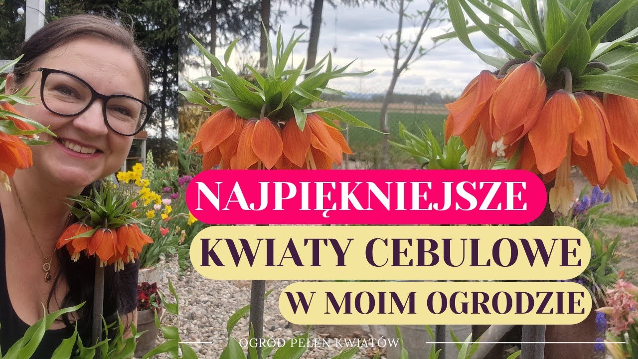 Najpiękniejsze kwiaty cebulowe
