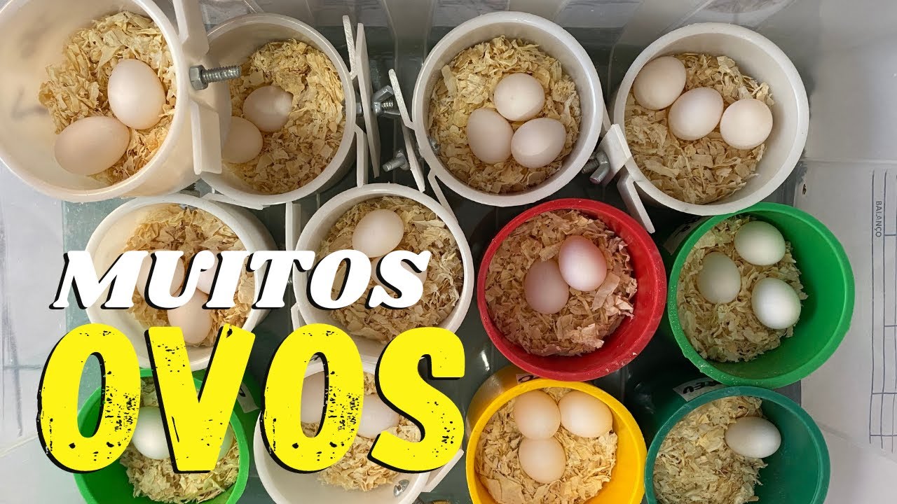 MUITOS OVOS DE CALOPSITAS - VENHA VER O MENEJO DOS OVOS