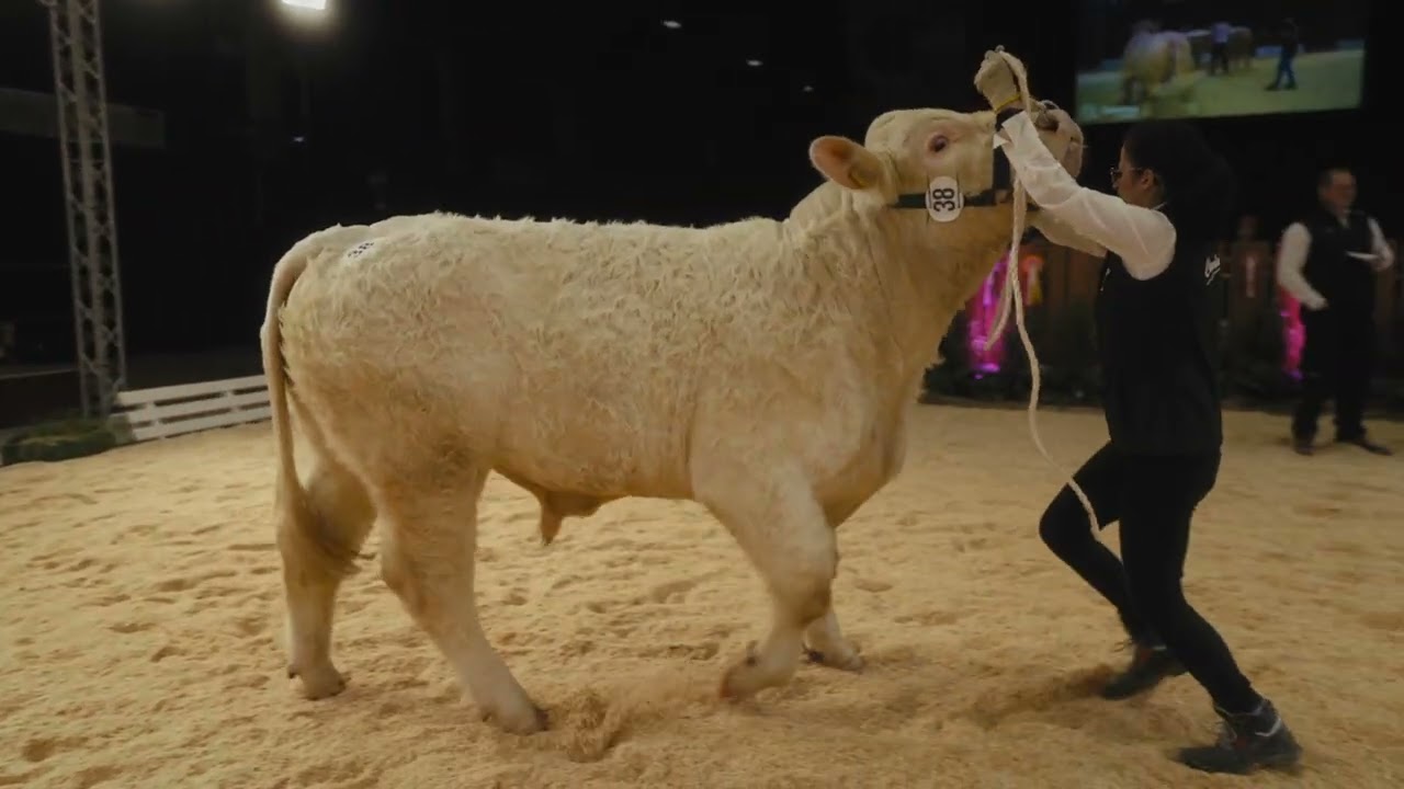 Charolais - Klasse 4