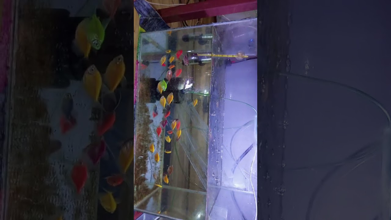 Trans genetik tetra üretim yumurtlama zamanları bir sonraki videoyu mutlak izleyin 