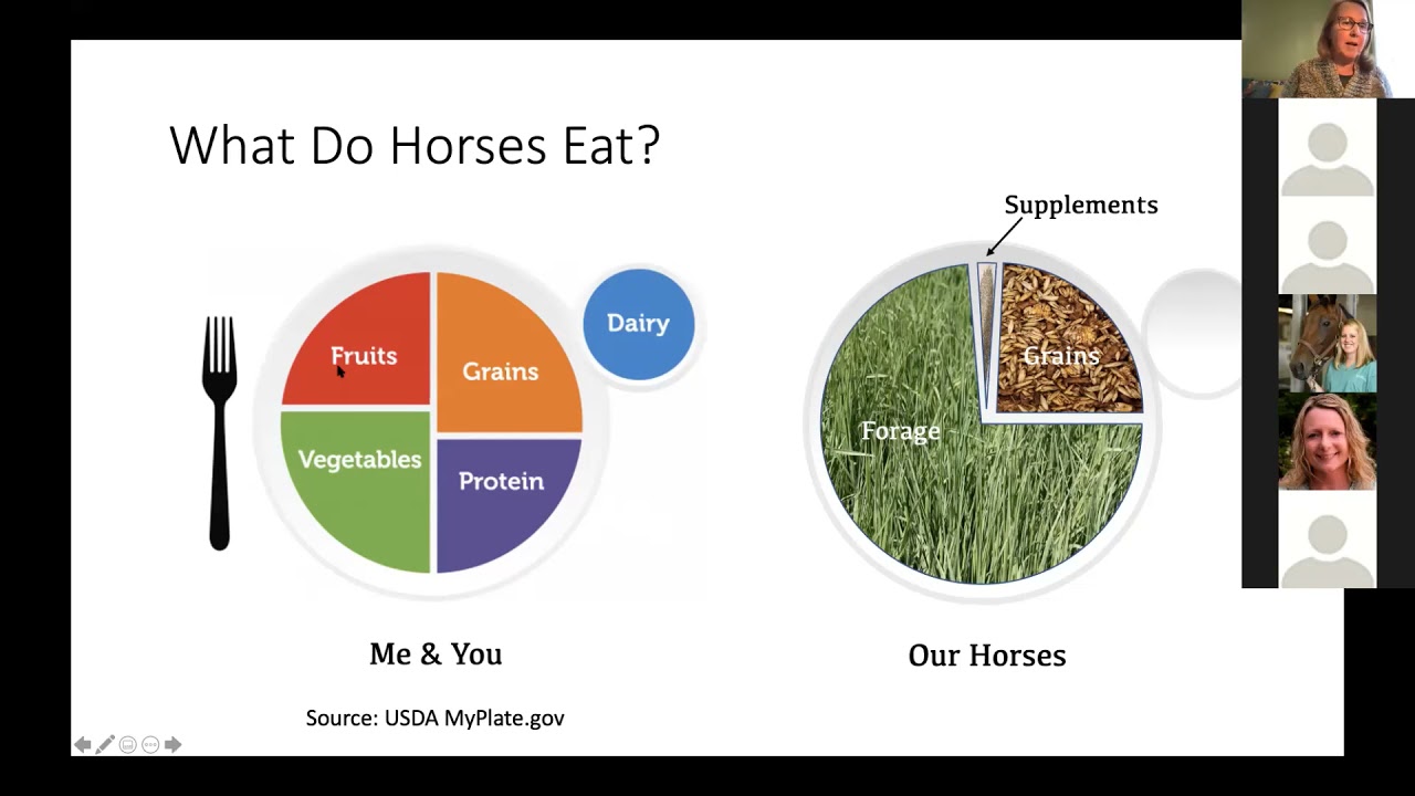 Feeding for Optimum Health & Condition