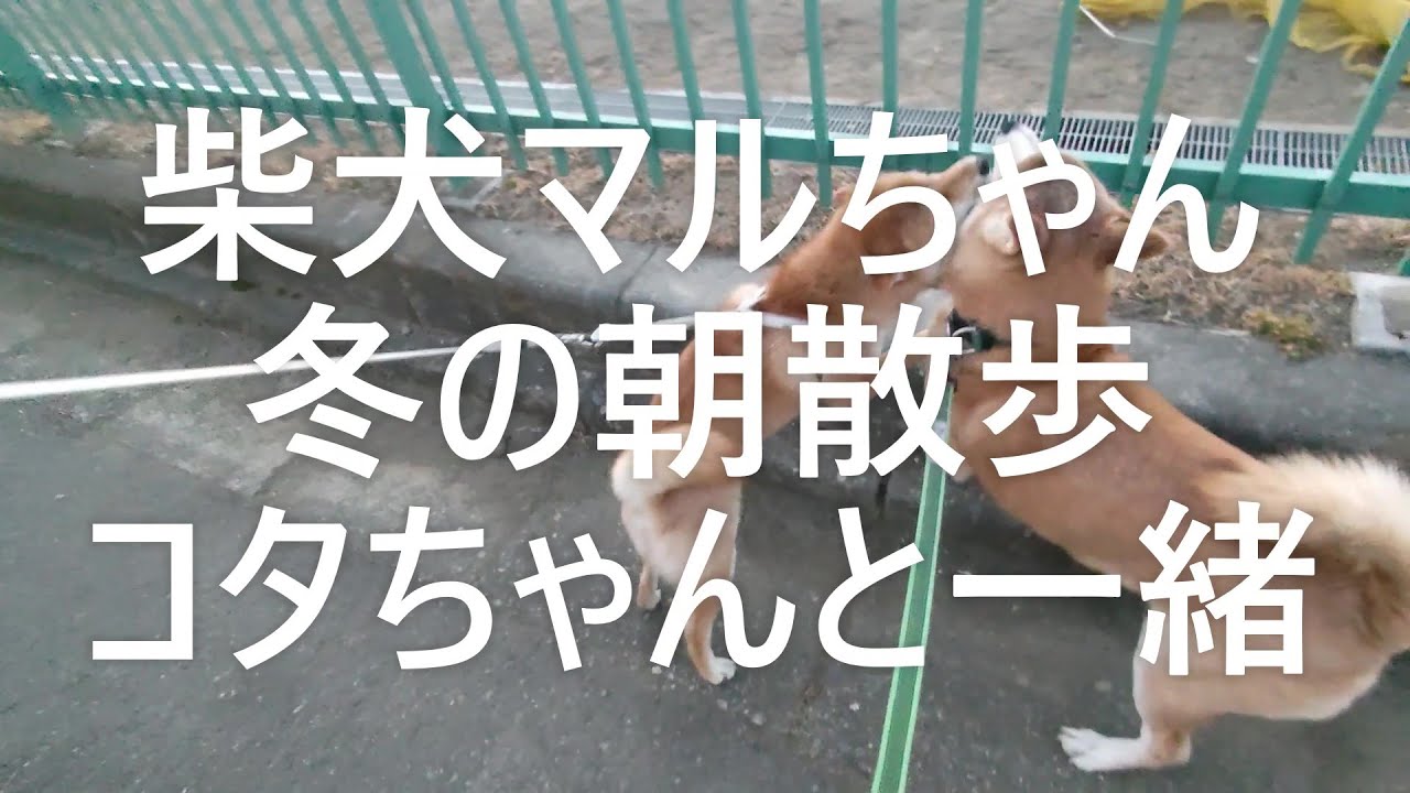 柴犬マルちゃん　冬の朝散歩　Kotaちゃんと一緒　楽しいね！　On a winter morning walk with Kota-chan　#shibainu Maru-chan
