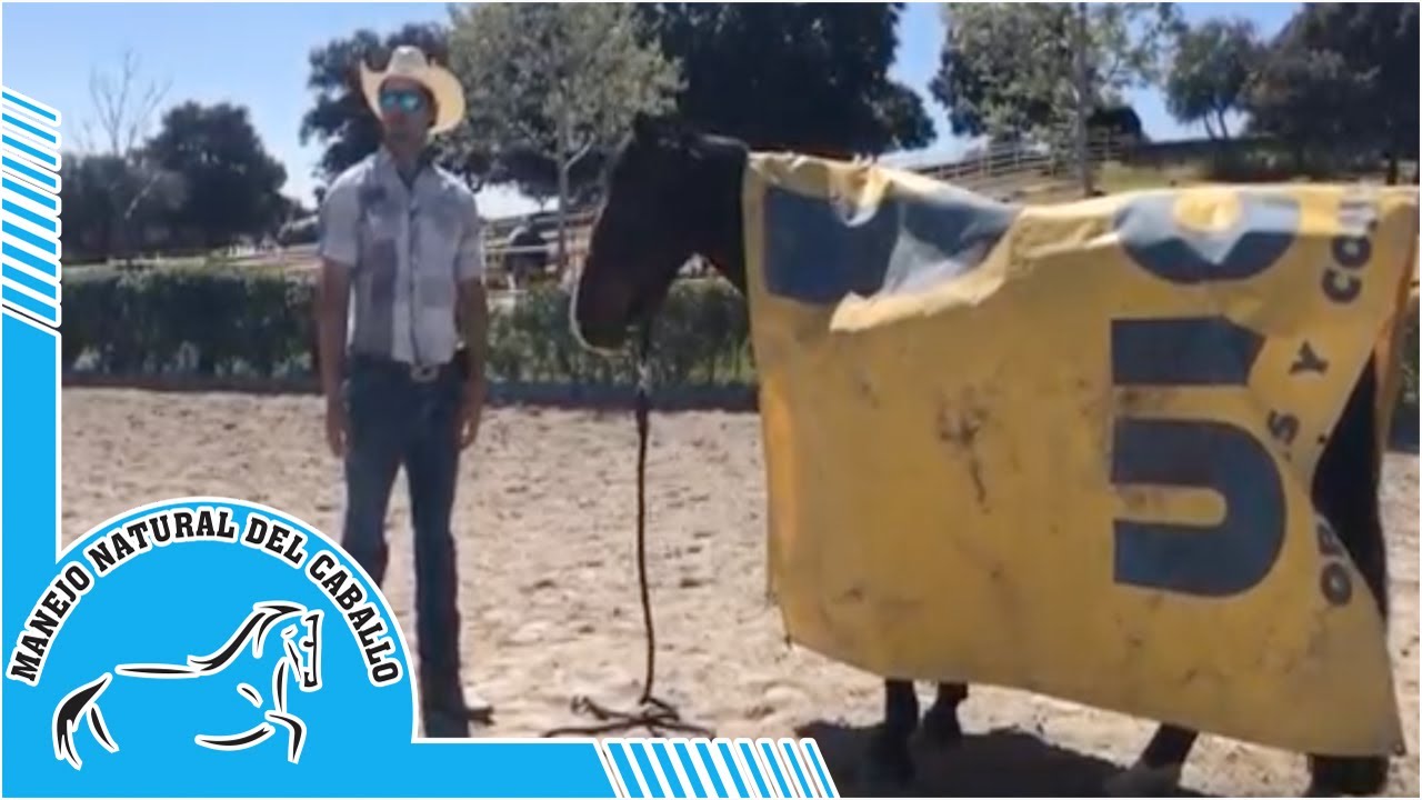 Como quitar temores a un caballo